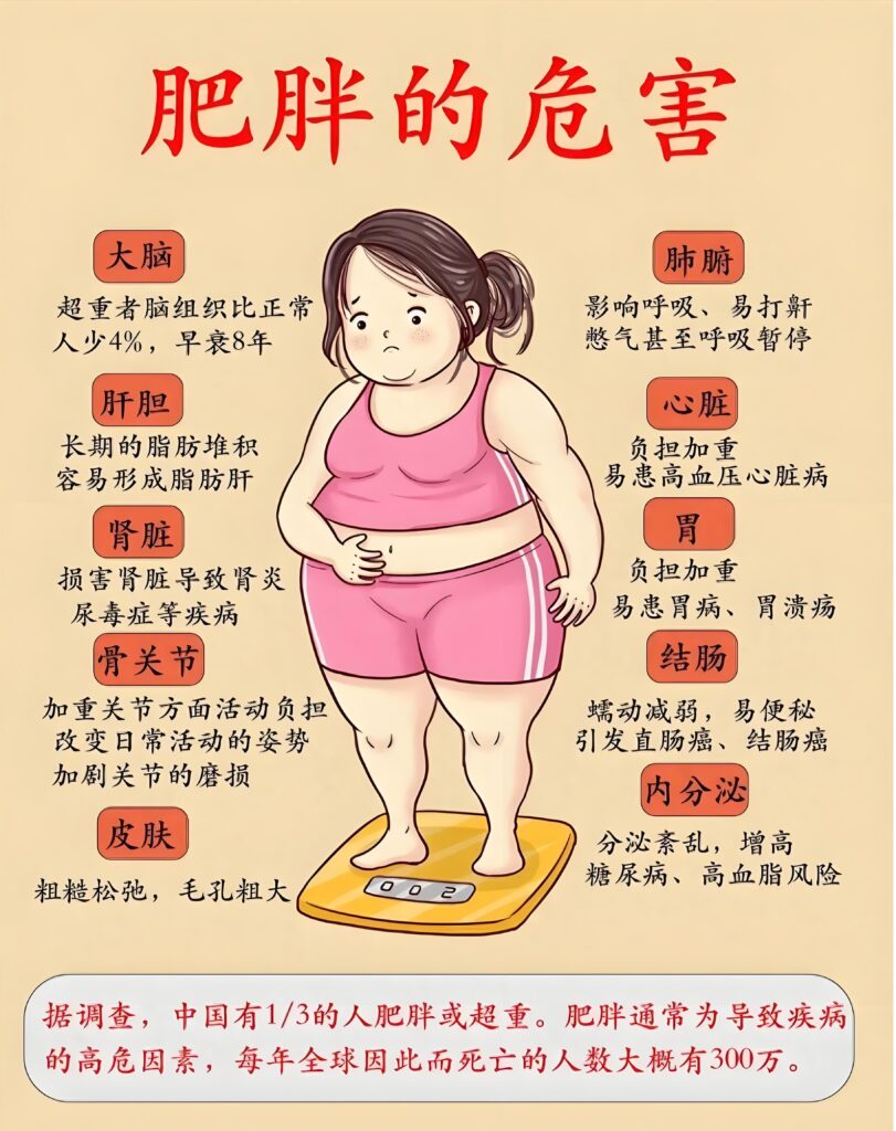 不同BMI指标的肥胖超重的危害有哪些